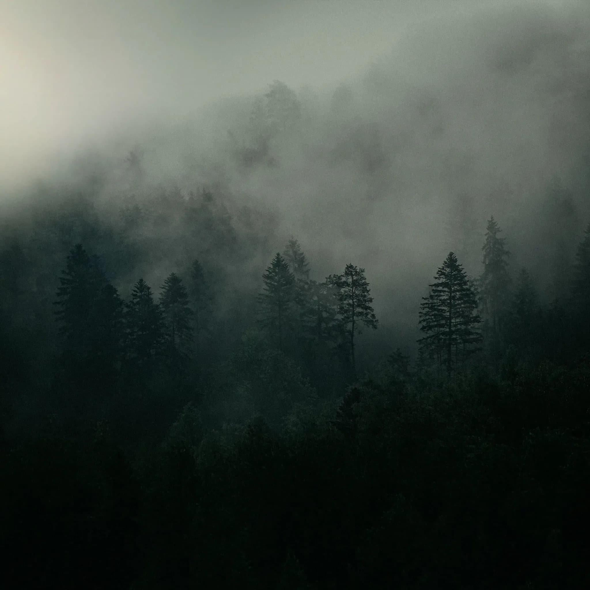 Misty mountain forest landscape